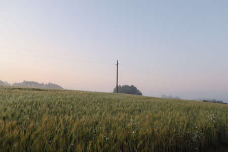 picturesque field and scenic countryside landscape at sunrise in summerの写真素材