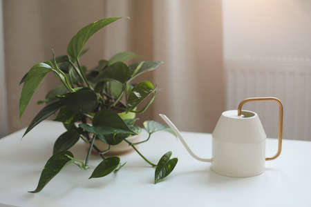 decorative indoor plant in a pot with a watering can in the interior of a cozy bright living roomの写真素材