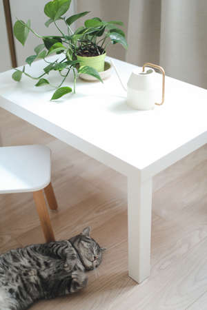 funny cat and a decorative indoor plant in a pot in the interior of a cozy bright living roomの写真素材