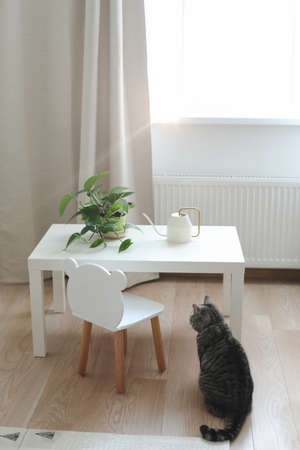 funny cat and a decorative indoor plant in a pot in the interior of a cozy bright living roomの写真素材