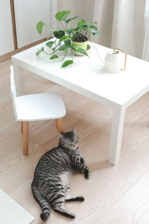funny cat and a decorative indoor plant in a pot in the interior of a cozy bright living roomの写真素材