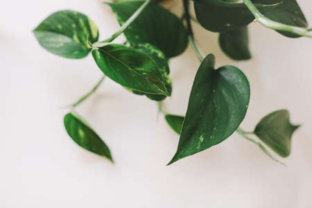 decorative indoor plant with big green leaves on white backgroundの写真素材