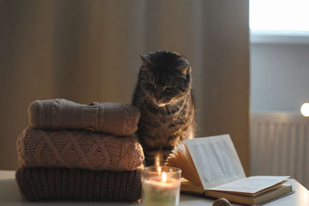 cozy home atmosphere with a funny cat, candle, book and sweatersの写真素材