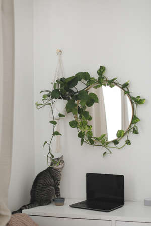 funny cat and stylish interior detais of the workplace with a laptop on the table and a round mirror with a plant above itの写真素材