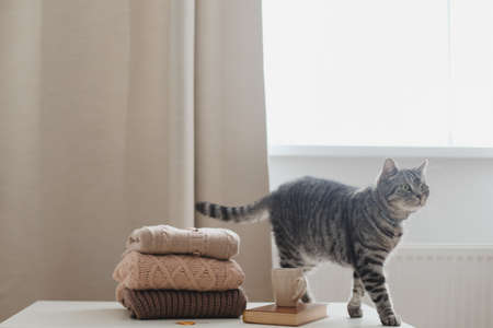 cozy home atmosphere with a cat, candle, book and sweatersの写真素材