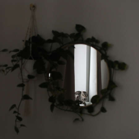 funny cat in a cozy home interiorの写真素材