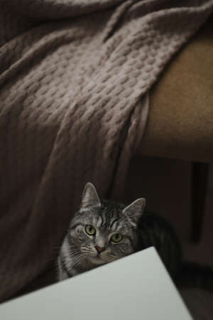 funny cat in a cozy home interior, cozy home atmosphere