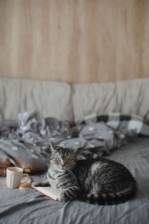funny scottish straight cat lying in a bed with a book, cozy home atmosphereの写真素材