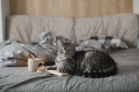 funny scottish straight cat lying in a bed with a book, cozy home atmosphereの写真素材