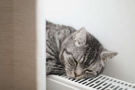 cute grey cat relaxing on the warm radiator at home