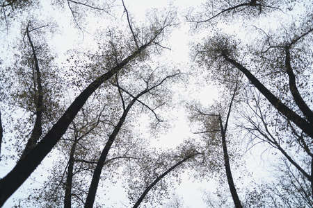 foliage and trees in golden autumn parkの写真素材