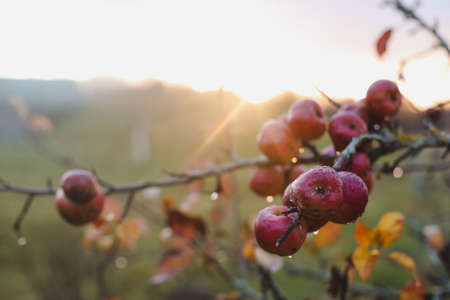 autumn background with red apples on branches in the gardenの写真素材