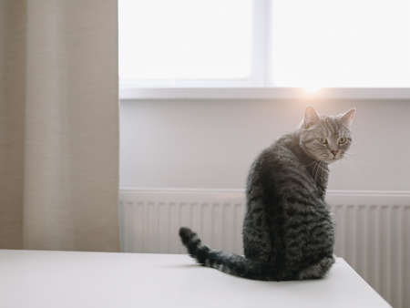 cute cat in a cozy home interiorの写真素材