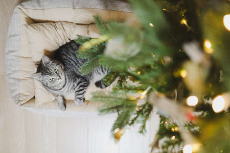 Funny gray striped tabby cat under the Christmas tree decorated with toys.の写真素材