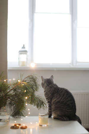 funny cat in a room decorated for Christmas and New Year.の写真素材