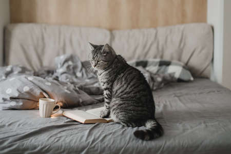 funny scottish straight cat lying in a bed with a book, cozy home atmosphereの写真素材