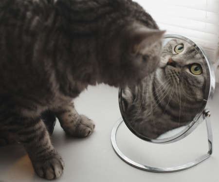 funny cat looking at his reflection in the mirrorの写真素材