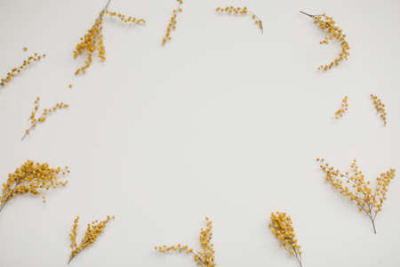 floral pattern of mimosa flowers on white backdrop. Copy space. Floral frame.の写真素材