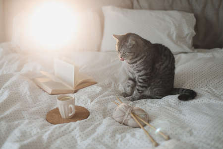 cozy bed with a funny Scottish straight grey tabby cat, cup of lemon tea, book and knitting needles. Scandinavian style, hygge conceptの写真素材