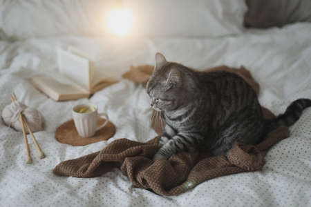 Cute cat sleeping at home. Book and cup of lemon tea with home decor on the warm soft bed. Scandinavian style, hygge concept.の写真素材