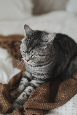Cute Scottish straight cat in bed at home. Cat Portrait. Cute cat indoor shooting