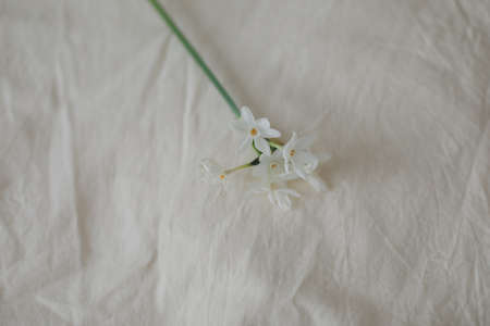 narcissus, daffodil spring flowers on a white background.