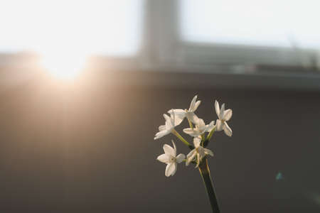 Spring background with a daffodil spring flower isolatedの写真素材