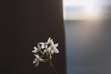 Spring background with a daffodil spring flower isolated