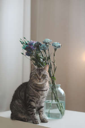 Funny gray cat and a bouquet of blue and purple flowers in a vase on the table in a cozy sunny living room.の写真素材