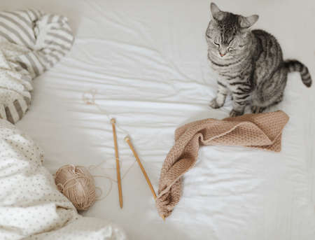 smiling woman holding and play with a cute funny cat at home