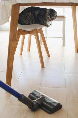 vaccum cleaner and gray scottish straight cat in the kitchen, housekeeping and a pet.
