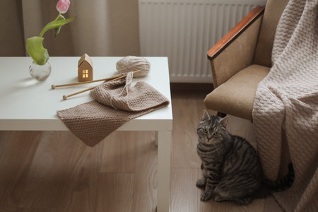 cozy home atmosphere with a scottish straight cat with funny looking. Cat Portrait. Cute cat indoor shootingの写真素材