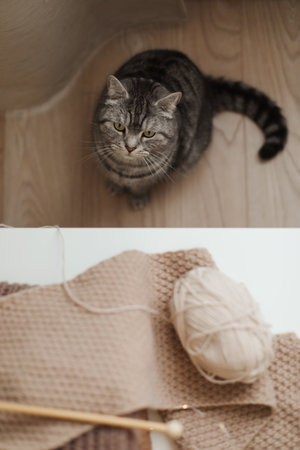 cozy home atmosphere with a scottish straight cat with funny looking. Cat Portrait. Cute cat indoor shootingの写真素材