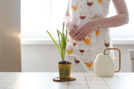 lovely housewife woman in apron with flower in pot. Gardening, holidays, Spring concept.の写真素材