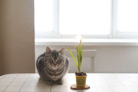 cute lovely cat and flower in pot. Gardening and spring concept.の写真素材