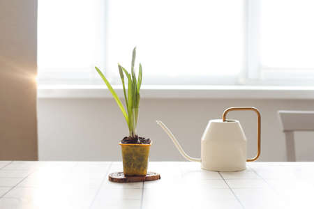Watering can and narcissus in a pot. Gardening and spring concept
