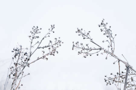 Dry floral branch on white background. Minimal, stylish, trend concept. Winter wallpaperの写真素材