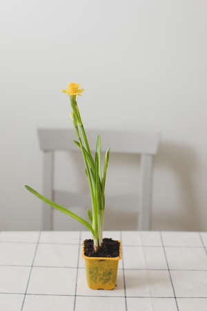 Beautiful blooming yellow daffodils on white background. Gardening, Spring and Easter concept.の写真素材