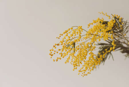 Floral background: a branch of Mimosa on a light background, copyspace for your text: greeting card, blank, mockup, International Women day, Spring concept.の写真素材