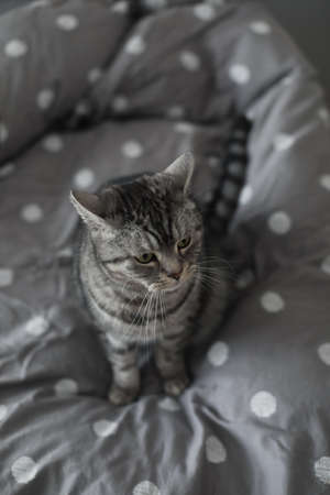 striped gray cat on the gray blanket in bedの写真素材