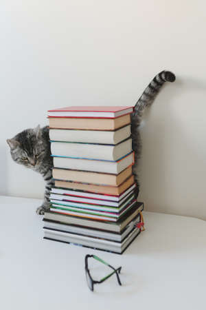 Funny gray domestic cat sitting on the table among books, isolated on white. home education and...