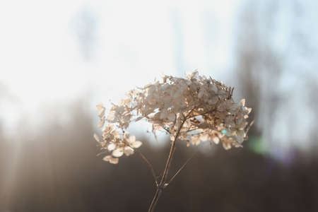 Dry hydrangea branches with flowers on a blurry background. Hydrangea Hortensis. Seasonal nature background. Spring landscape details. Wild plants in meadowの写真素材