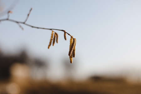 birch branch with buds earrings. spring awakening of nature. Spring allergy conceptの写真素材