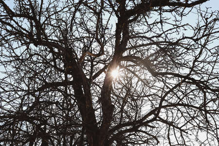texture of spring branches against blue sky.の写真素材