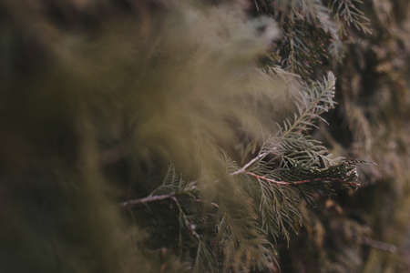 Green cypress tree close-up background. Texture of evergreen tree cypress, selective focusの写真素材