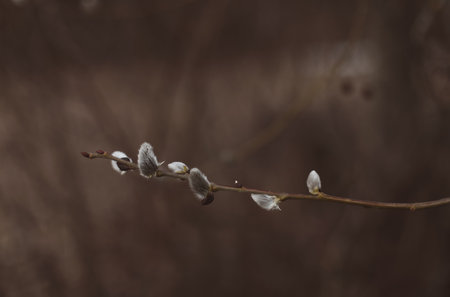 Branches with catkins. Willow blossom. Spring background. Close-up, selective focusの写真素材