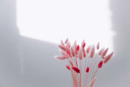 Still life of pink dry lagurus flowers on white background with copy space