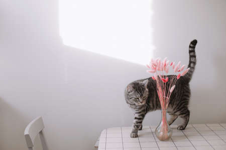 Scottish straight cat on white background. Cute funny cat at the dining table. Spring decor home