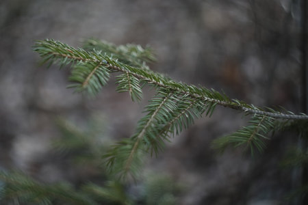Fluffy branches of a evergreen fir trees. Christmas wallpaper or postcard concept. Close-up.