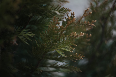 Close-up of bright green texture of natural greenery of the needles of Thuja tree. Selective focus. Interesting nature concept for design.の写真素材